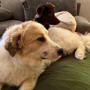 Meet your Posher, Z33 riley